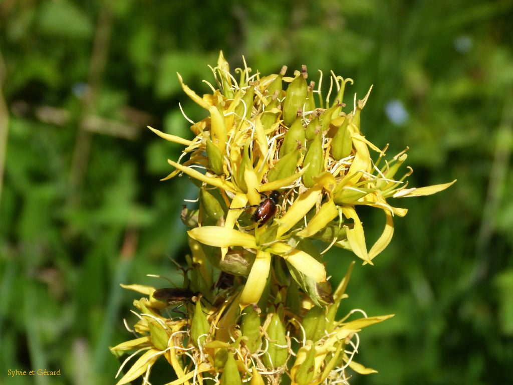 44 La cascade  027