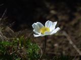 19 Le Puy de Sancy  060