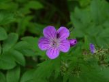 50 Vallée de Chaudefour  004