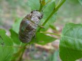 17 la carapace s'ouvre dans le dos