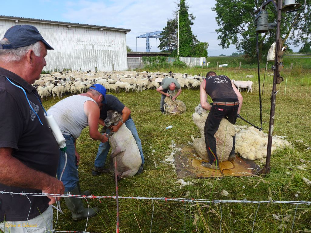 42 Moutons des près salés