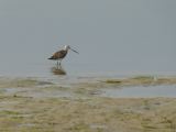 17 Le Hourdel  barge rousse