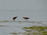 18 Le Hourdel barge rousse 