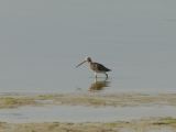 19 Le Hourdel barge rousse