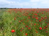 40 St Valery en Somme 
