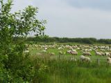 41 Moutons des près salés 