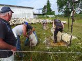 42 Moutons des près salés