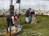 43 Moutons des près salés
