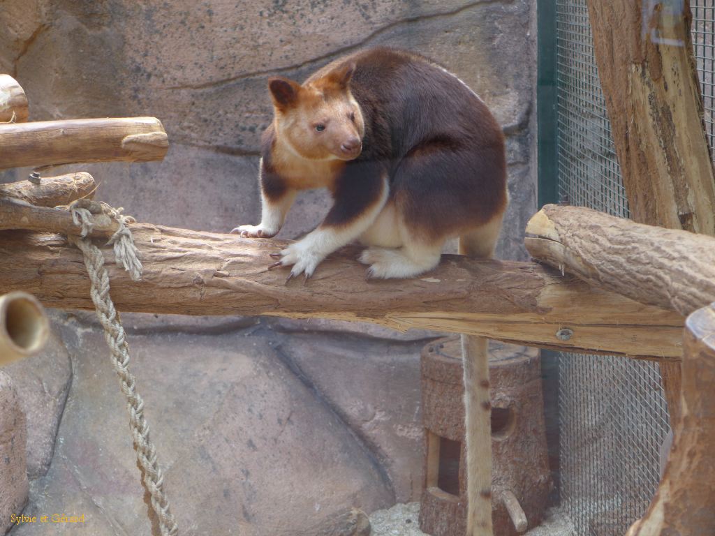 Beauval Kangouroo arboricole Australie