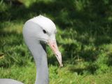 Beauval Grue du Paradis Afrique