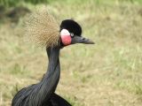 Beauval Grue royale Afrique 2