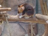 Beauval Kangouroo arboricole Australie