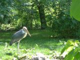 Beauval Marabout Afrique