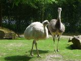 Beauval Nandou Amérique du Sud