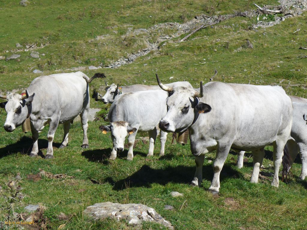 47 Vallée d'Orlu 