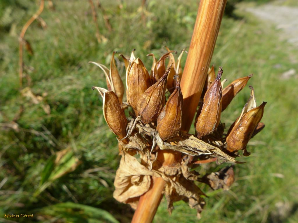 48 Vallée d'Orlu 