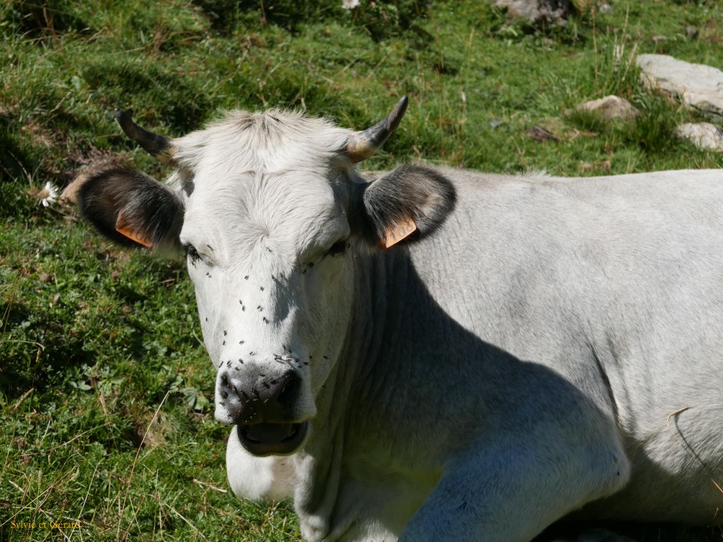49 Vallée d'Orlu 