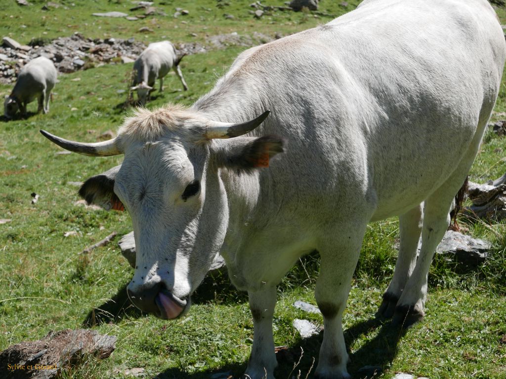 50 Vallée d'Orlu