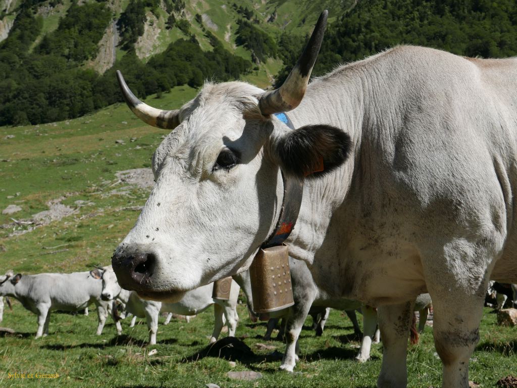 51 Vallée d'Orlu 