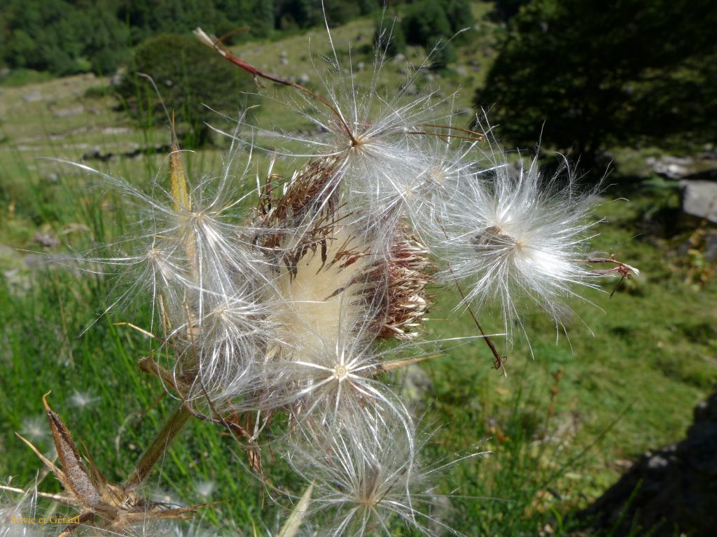 52 Vallée d'Orlu 