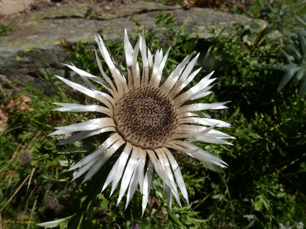 55 Vallée d'Orlu 