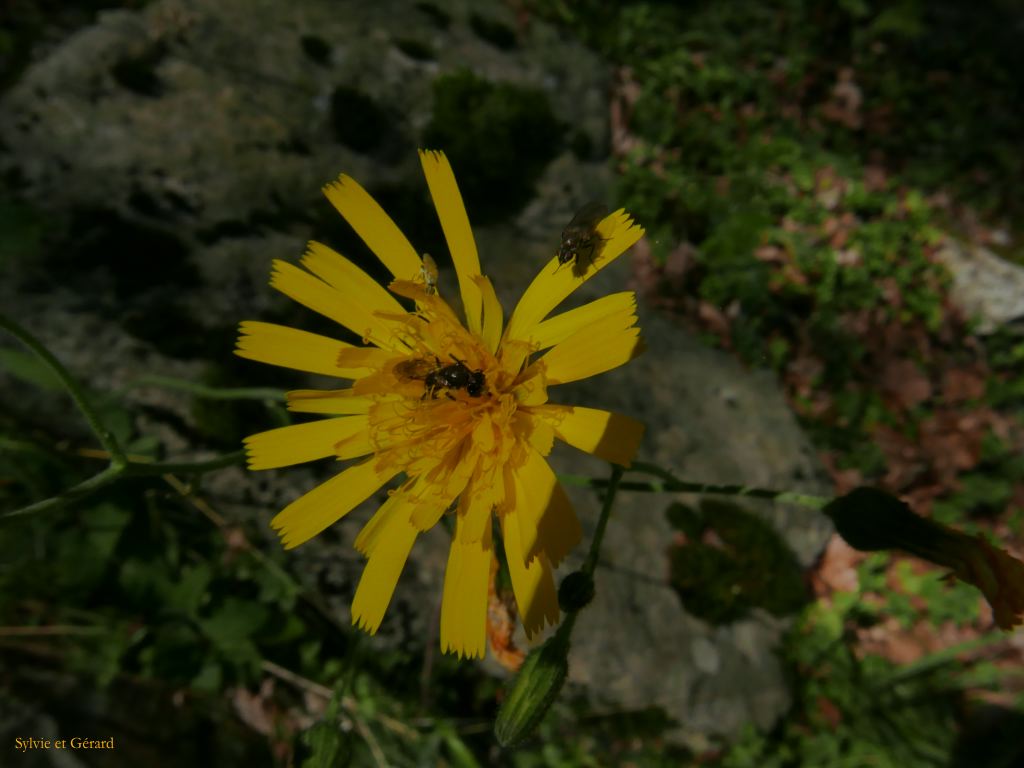 56 Vallée d'Orlu