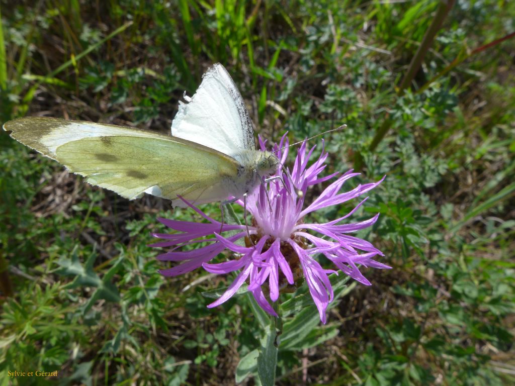 P1040516