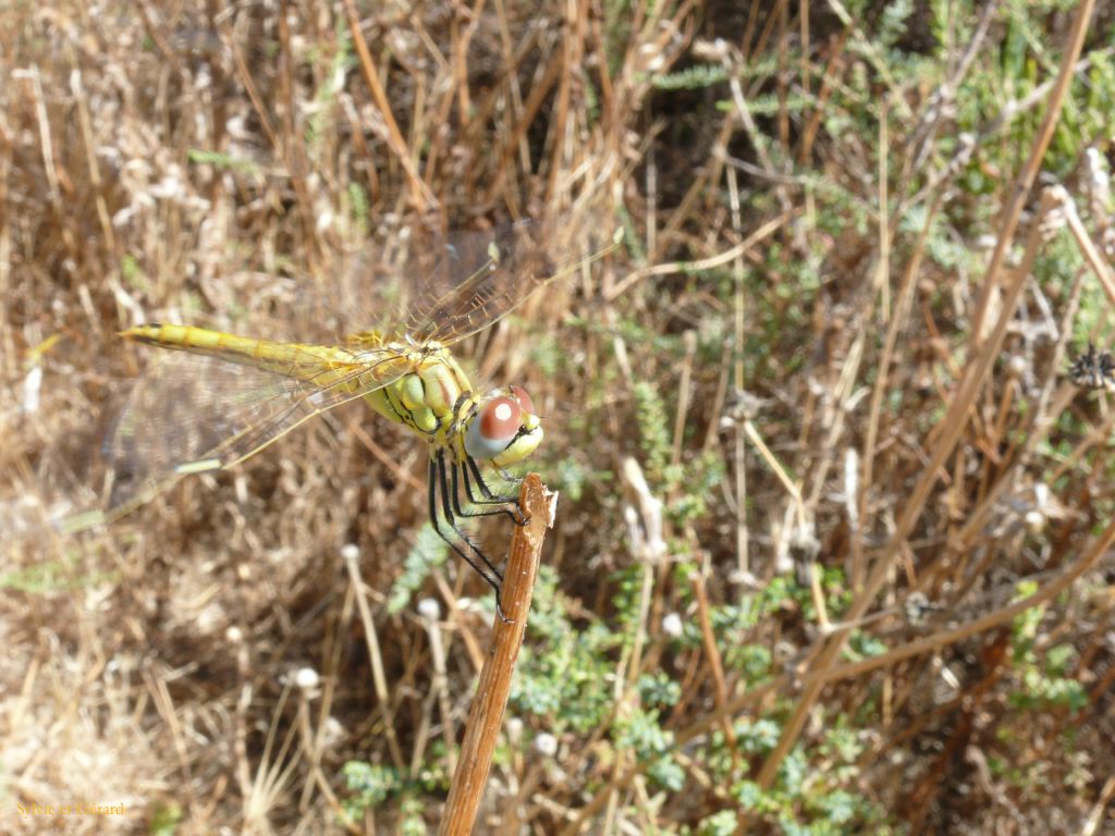 P1110863