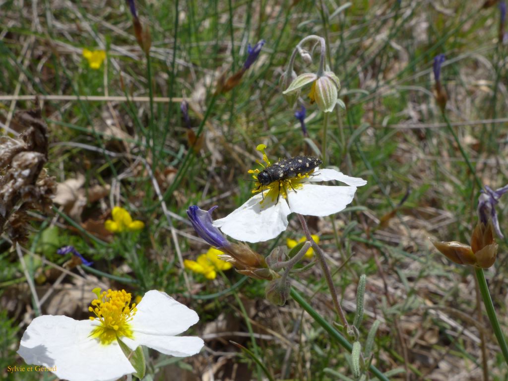 P1170161