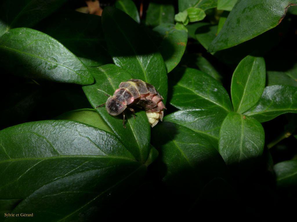 P1180266