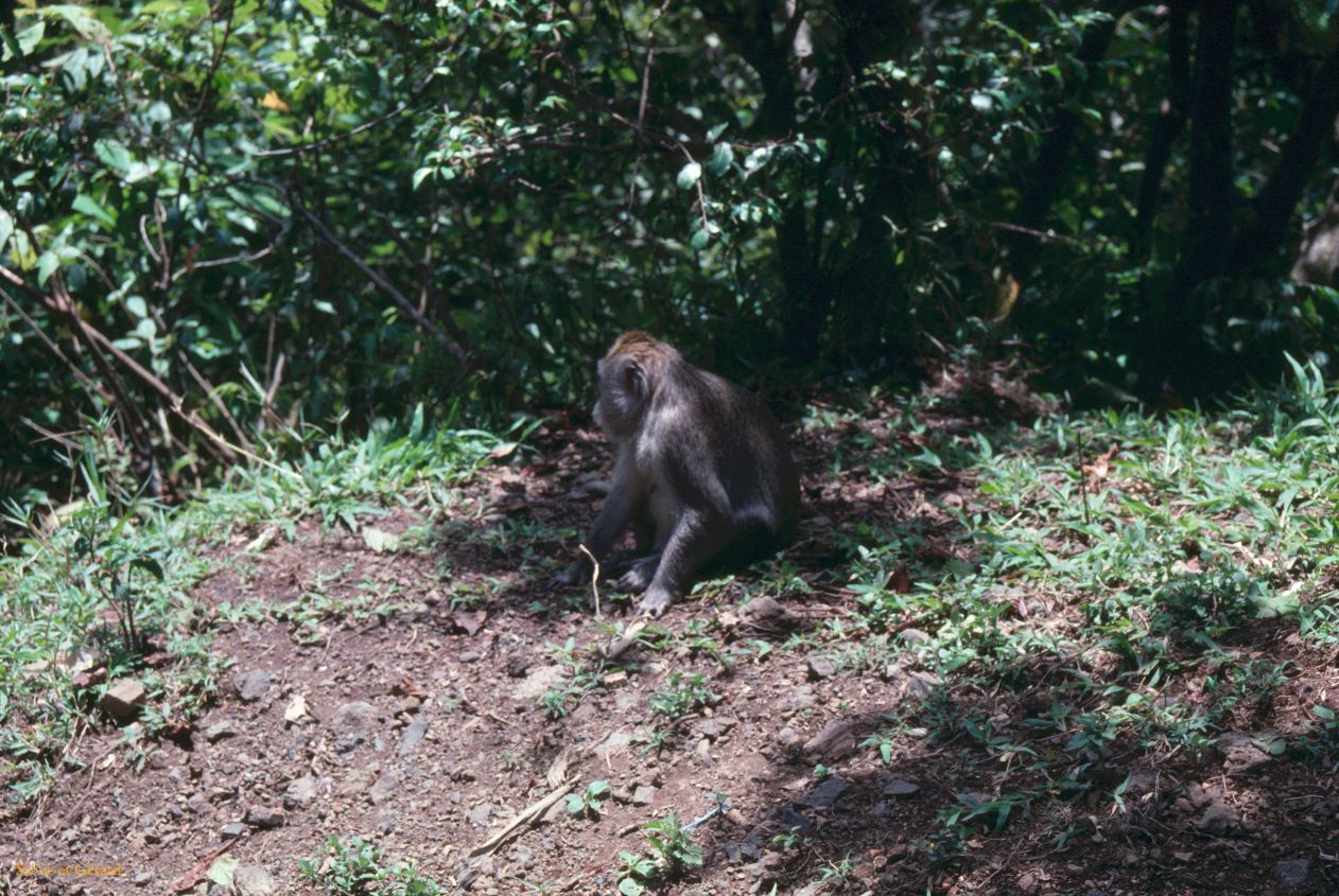 Java Bali 1989-182 Bali singe