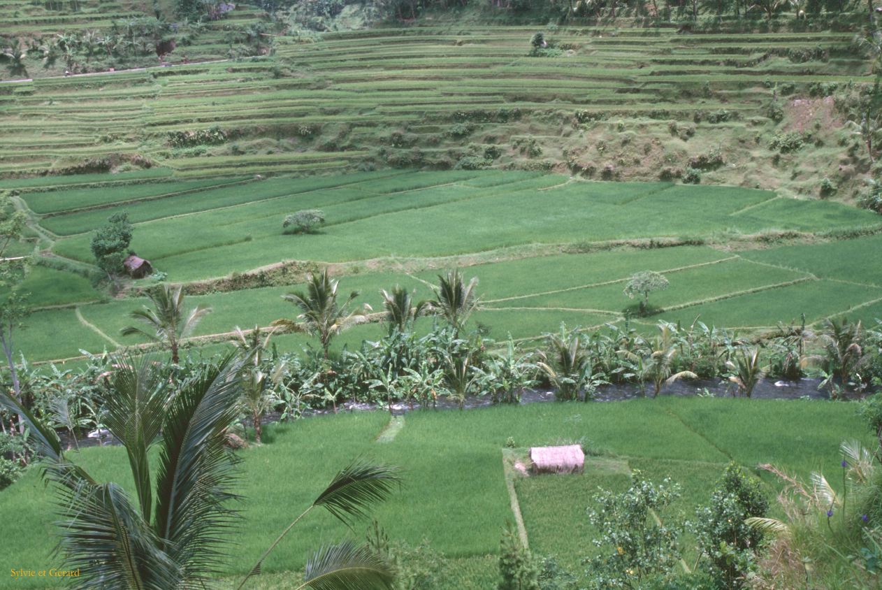 Java Bali 1989-208 Bali rizières 