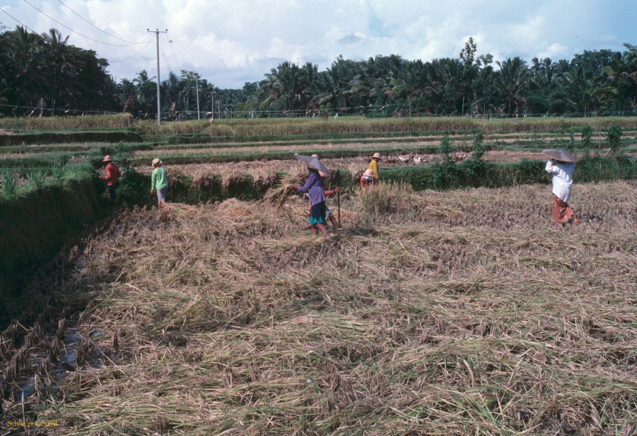 Java Bali 1989-219 Bali ramassage du riz 