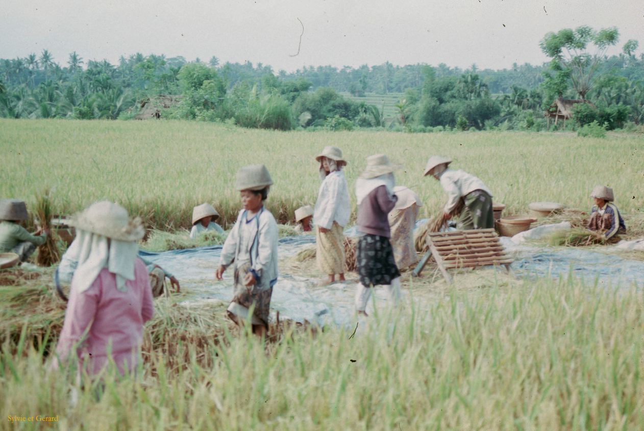Java Bali 1989-220 Bali ramassage du riz 