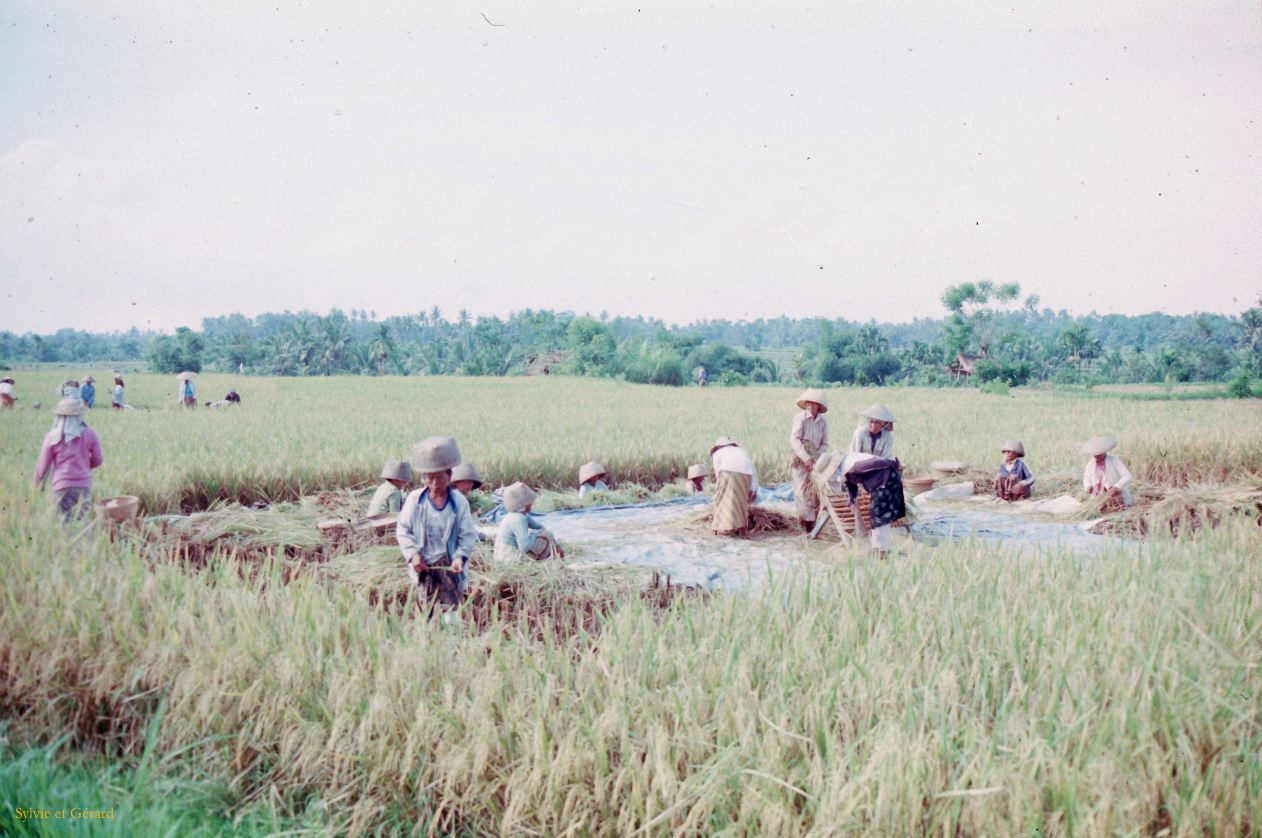 Java Bali 1989-221 Bali ramassage du riz 