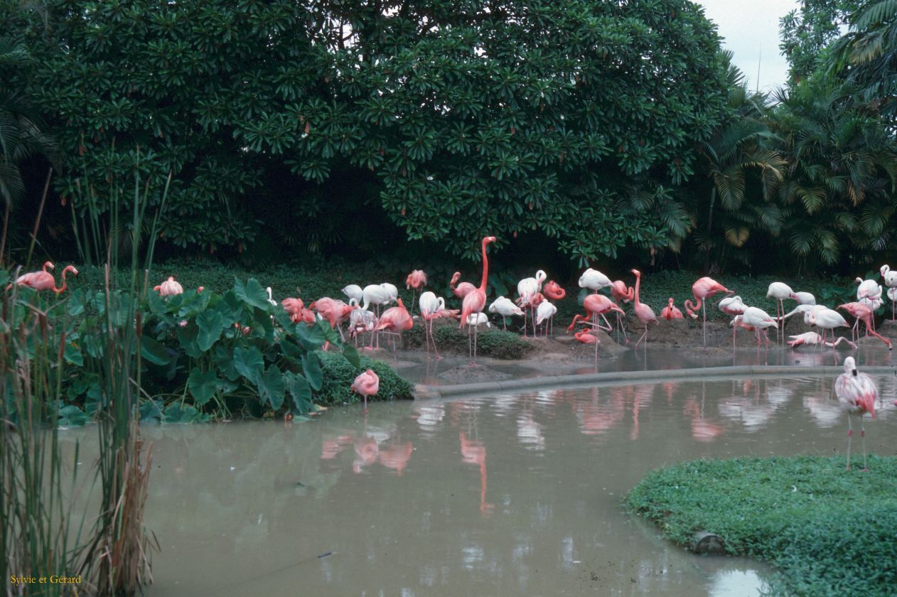 Java Bali 1989-240 Singapour flamants roses