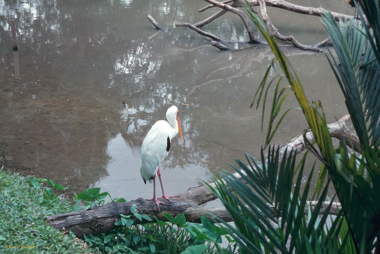 Java Bali 1989-244 Singapour cigogne