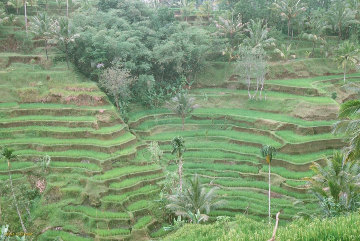 Java Bali 1989-078 rizière en escaliers 