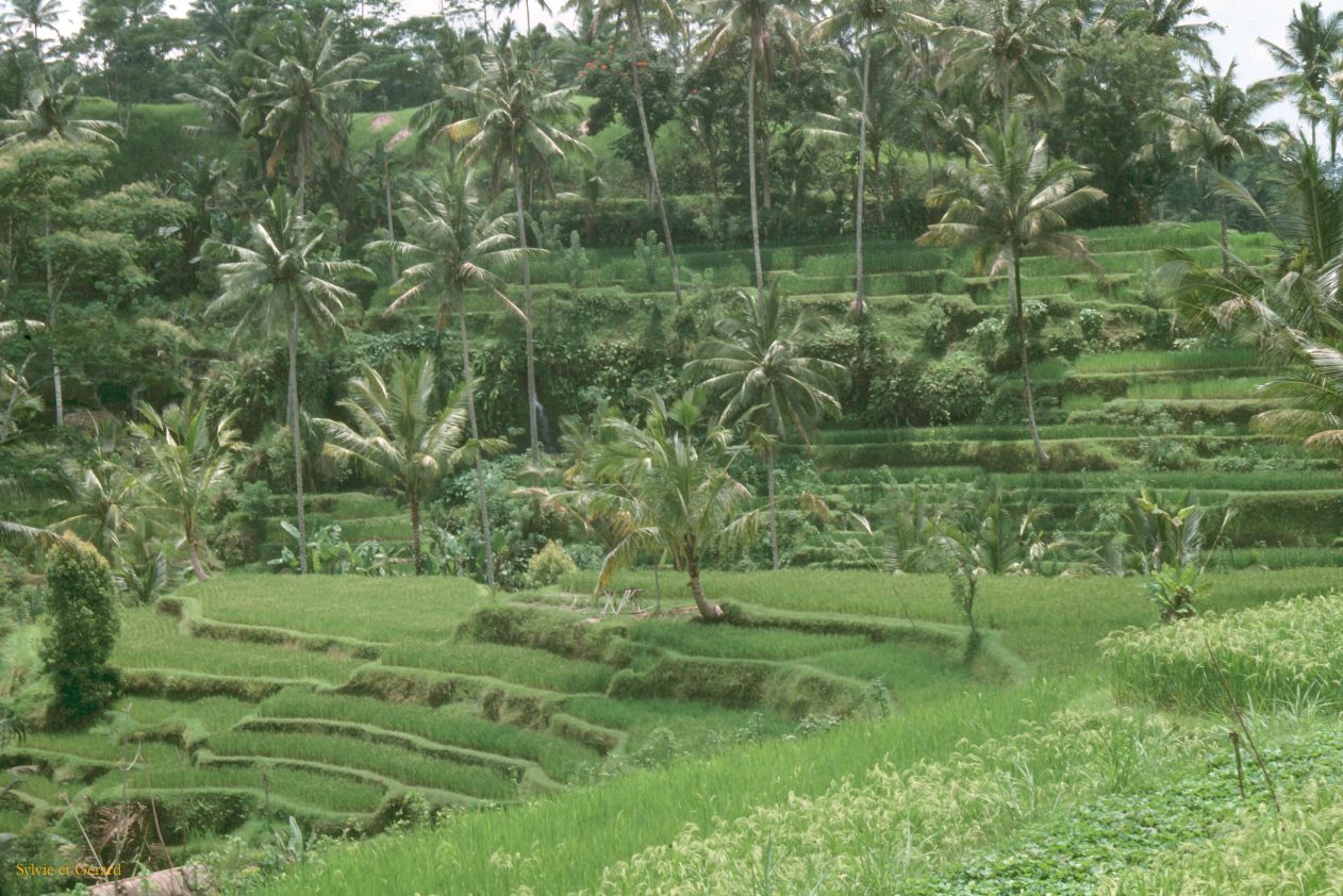 Java Bali 1989-082 rizière 