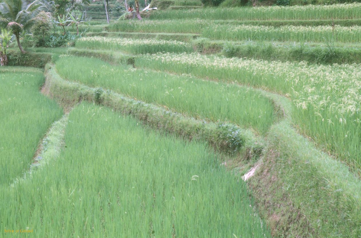 Java Bali 1989-084 rizière