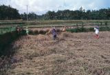 Java Bali 1989-219 Bali ramassage du riz 