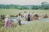 Java Bali 1989-220 Bali ramassage du riz 