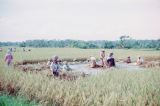 Java Bali 1989-221 Bali ramassage du riz 