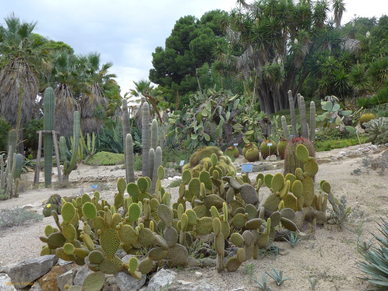 13 Cagliari 14 orto botanico  P1270393