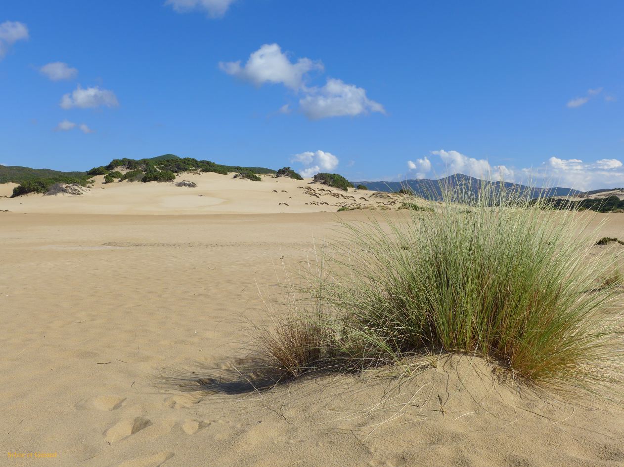 21  Arbus 9 les dunes di Piscinas  P1270737