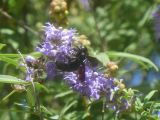 09 Dorgali agriturismo Neulé 18 balade jusqu'au lac les abeilles P1270114