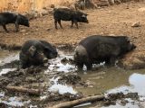 09 Dorgali agriturismo Neulé 7 les cochons noirs IMG_5572
