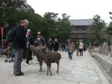0164 NARA Temple Todaj Ji 
