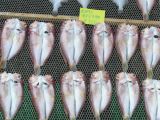 0200 TOKYO Tsukiji Marché aux poissons
