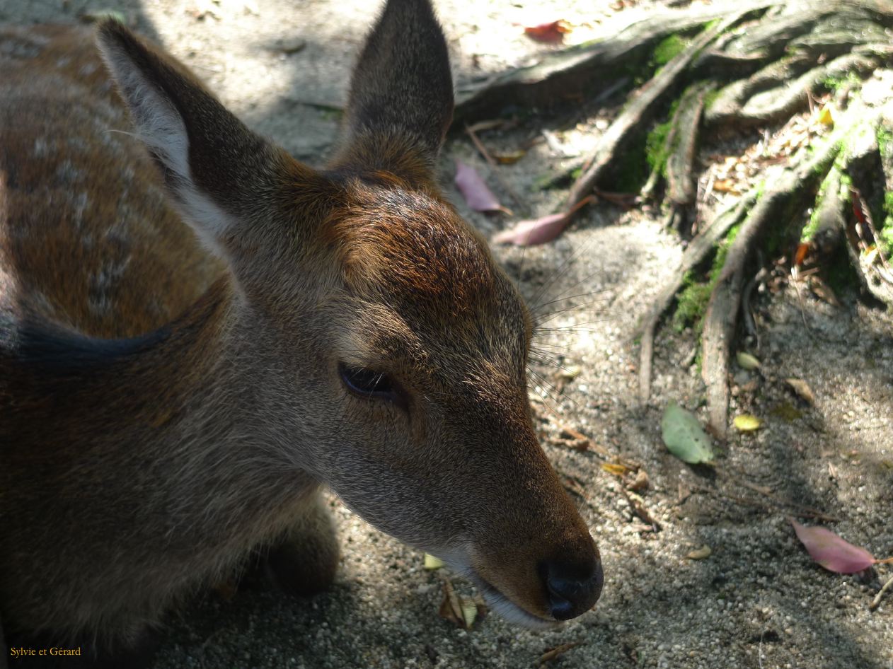 C Chûgoku 043 Miyajima 